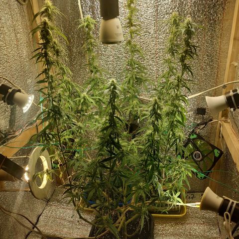 Lemon Kush growlog photo: После полива. Немного подстриг.
