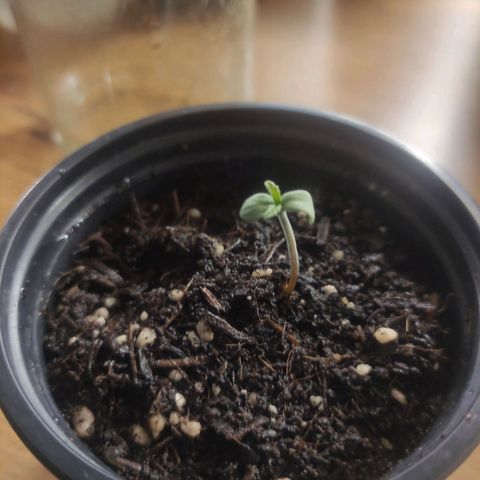 Purple Bud growlog timeline photo
