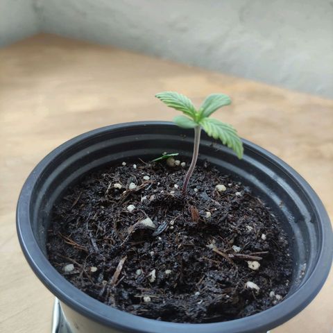 Purple Bud growlog timeline photo