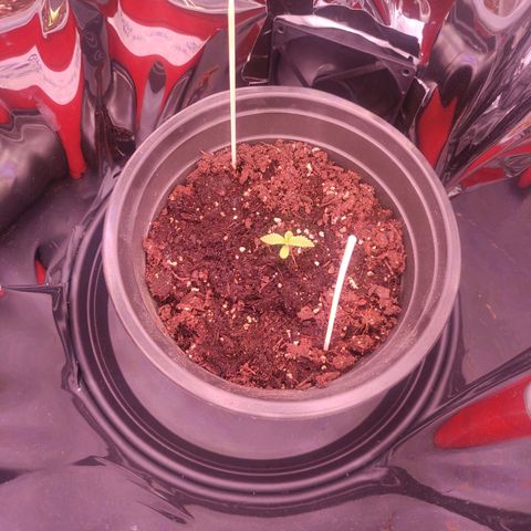 Purple Bud growlog photo: Umgezogen in die Tonne