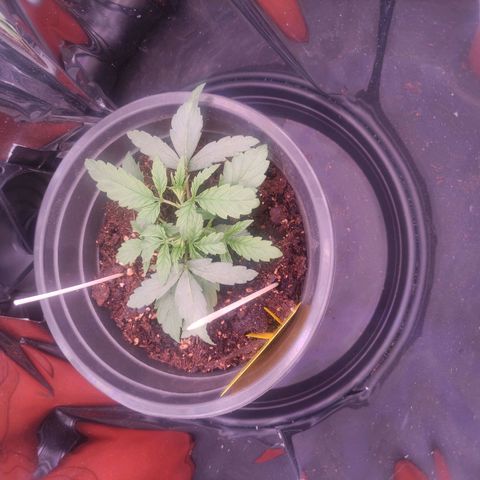 Purple Bud growlog timeline photo