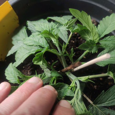 Purple Bud growlog timeline photo