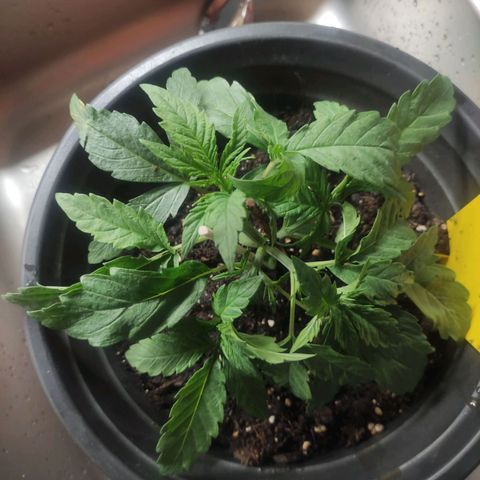 Purple Bud growlog timeline photo