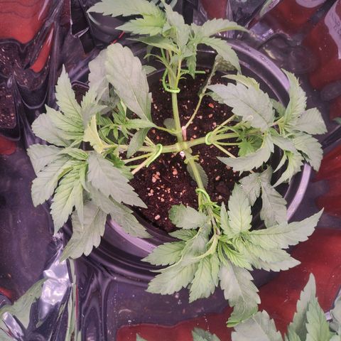 Purple Bud growlog timeline photo