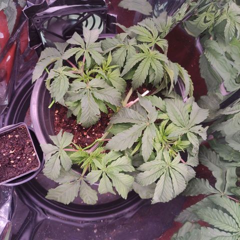 Purple Bud growlog timeline photo