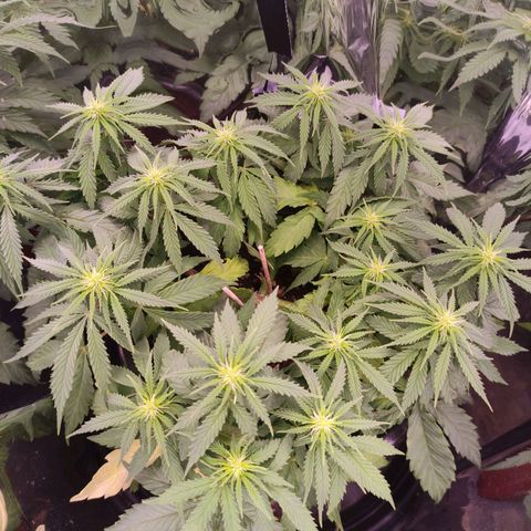 Purple Bud growlog timeline photo