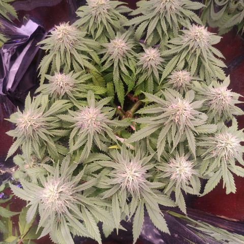 Purple Bud growlog timeline photo