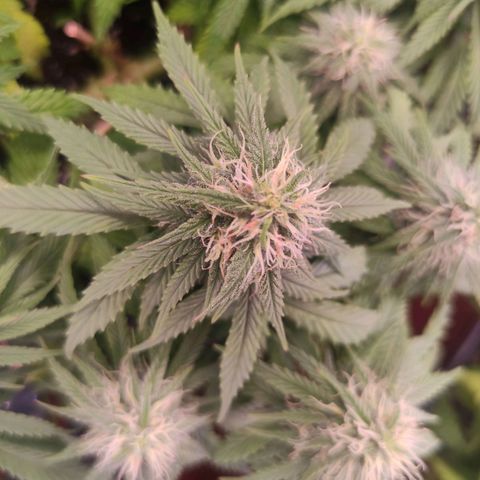Purple Bud growlog timeline photo