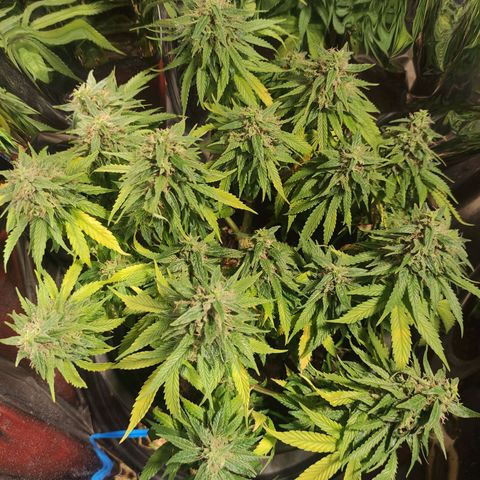 Purple Bud growlog timeline photo
