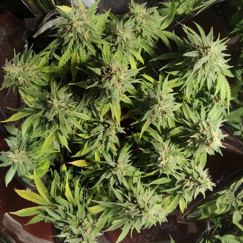 Purple Bud growlog timeline photo