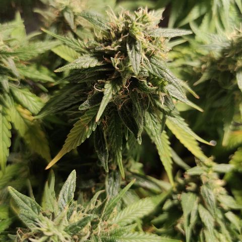 Purple Bud growlog timeline photo
