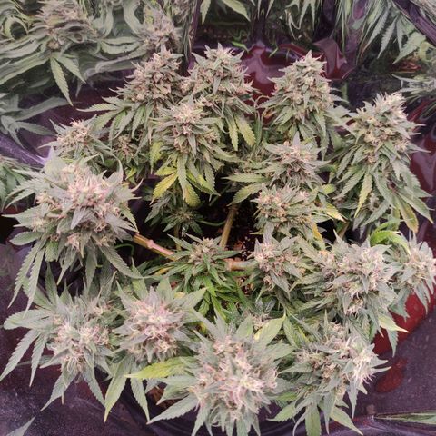 Purple Bud growlog timeline photo