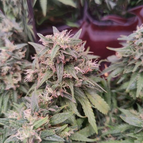 Purple Bud growlog timeline photo