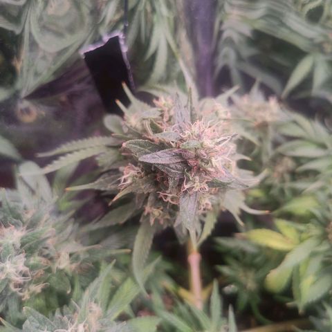 Purple Bud growlog timeline photo