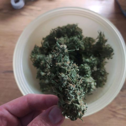 Purple Bud growlog timeline photo