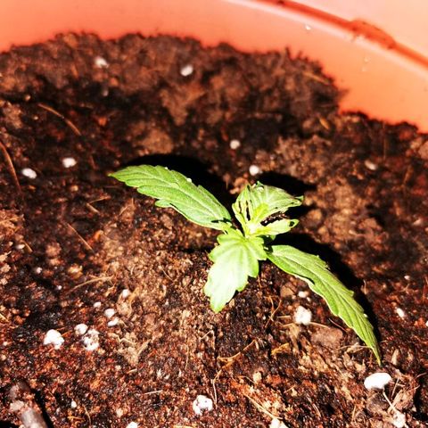 Zosks growlog photo: Podlana 4 szklankami wody