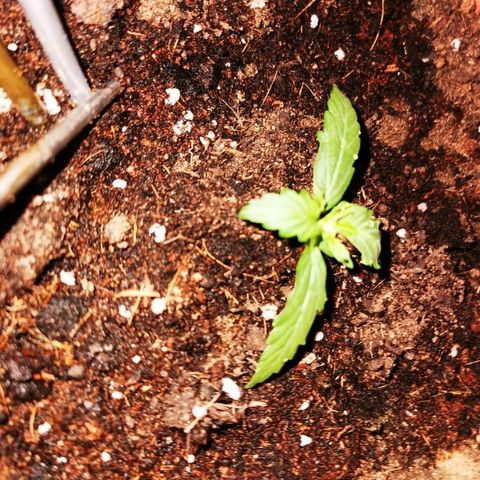 Zosks growlog photo: Podlana 4 szklankami wody