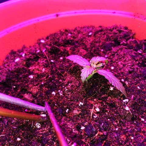Zosks growlog photo: Podlana 4 szklankami wody