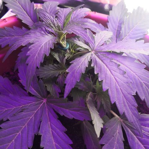 Zosks growlog photo: 6 szczytow