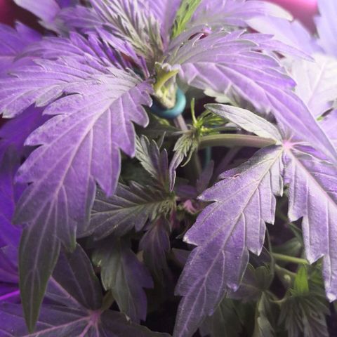 Zosks growlog photo: 6 szczytow