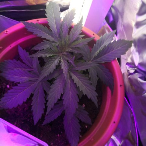Zosks growlog photo: 6 szczytow