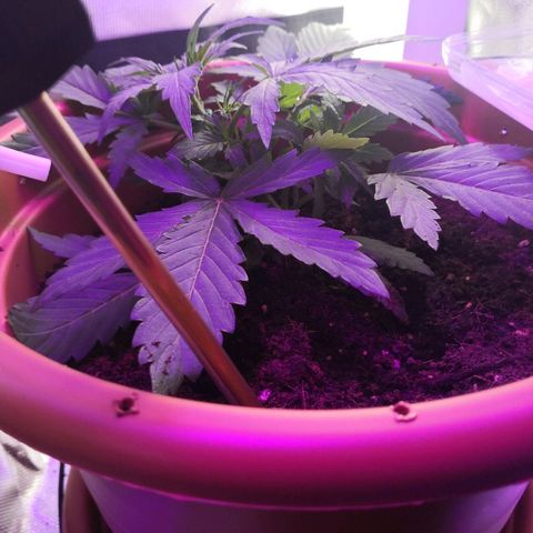 Zosks growlog photo: 6 szczytow