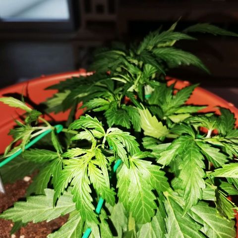 Zosks growlog photo: Lts podlanie 