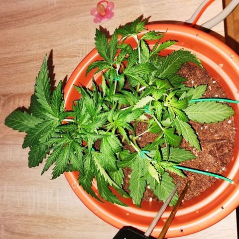 Zosks growlog photo: Lts podlanie 