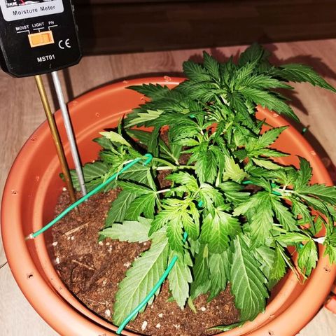 Zosks growlog photo: Lts podlanie 
