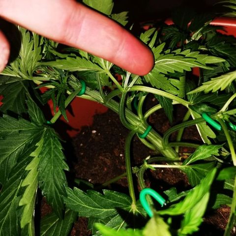 Zosks growlog photo: Lts podlanie 
