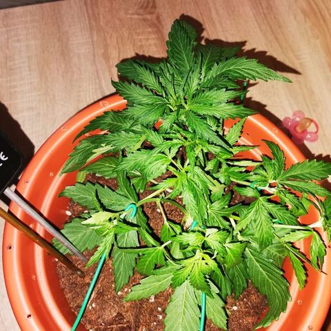 Zosks growlog photo: Lts podlanie 
