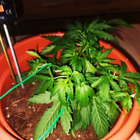 Zosks growlog photo: Lts podlanie 