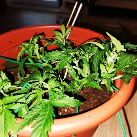 Zosks growlog photo: Lts podlanie 