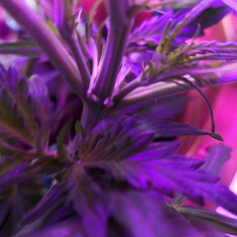 Zosks growlog photo: Pierwszy preflowery 