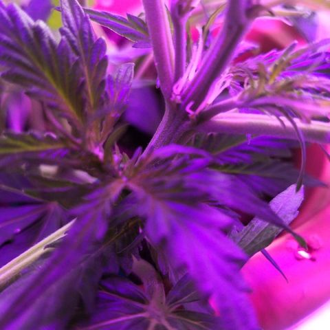 Zosks growlog photo: Pierwszy preflowery 