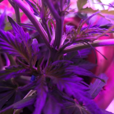 Zosks growlog photo: Pierwszy preflowery 