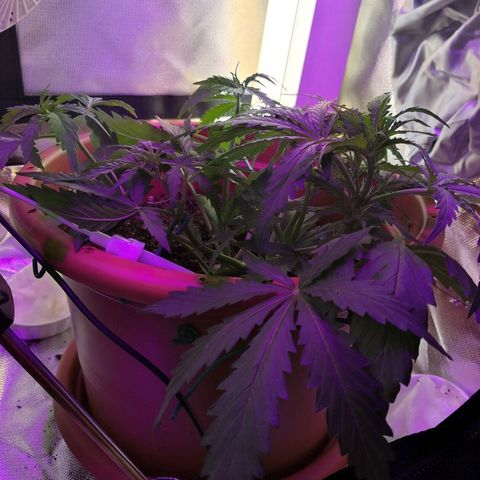 Zosks growlog photo: Pierwszy preflowery 