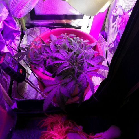 Zosks growlog photo: Pierwszy preflowery 