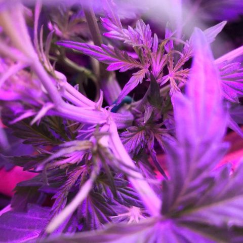 Zosks growlog photo: Pierwszy preflowery 