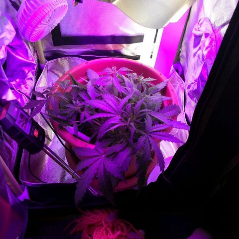 Zosks growlog photo: Pierwszy preflowery 