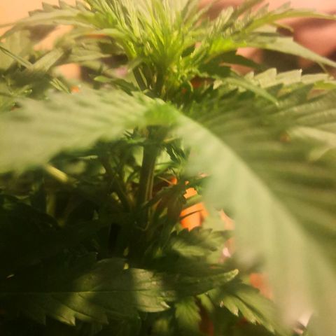 Zosks growlog timeline photo
