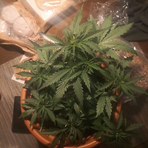 Zosks growlog timeline photo