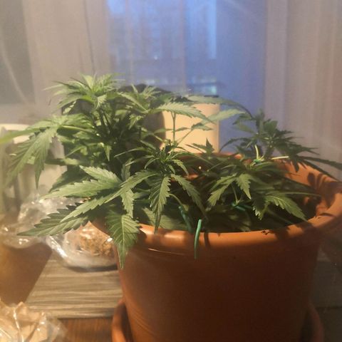 Zosks growlog timeline photo