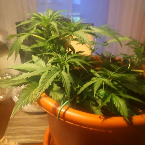 Zosks growlog timeline photo