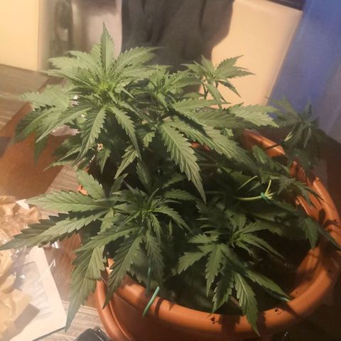 Zosks growlog timeline photo
