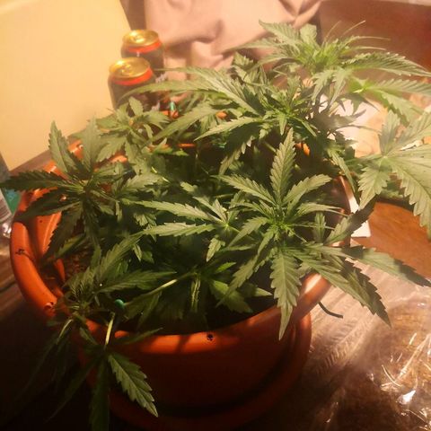 Zosks growlog timeline photo