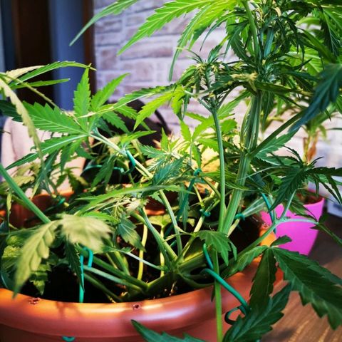 Zosks growlog timeline photo