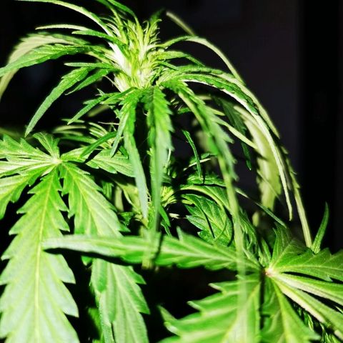 Zosks growlog timeline photo