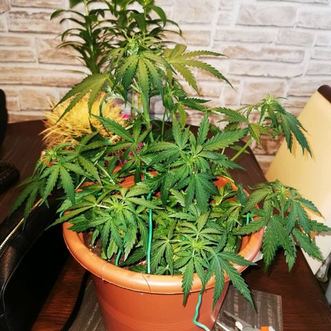 Zosks growlog timeline photo