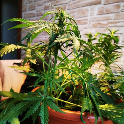 Zosks growlog timeline photo